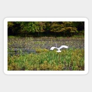 "Egret Beauty" Sticker